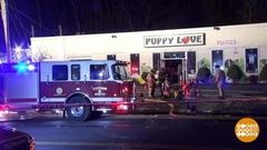 В мире. Спасли щенков. Доброе утро. Фрагмент выпуска от 25.01.2019