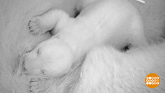 В мире. Полярный медвежонок. Доброе утро. Фрагмент выпуска от 04.02.2019