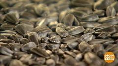 Выбираем семечки. Доброе утро. Фрагмент выпуска от 07.02.2019