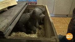 Сева и Савва, спасенные мишки. Доброе утро. Фрагмент выпуска от 29.03.2019