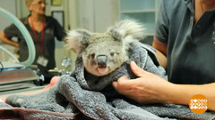 В мире. Госпиталь для коал. Доброе утро. Фрагмент выпуска от 15.04.2019