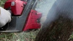 Дмитрий Талабуев роняет дерево. Доброе утро. Фрагмент выпуска от 03.11.2015