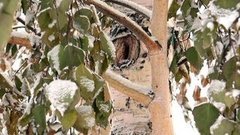 Ошибки природы. Доброе утро. Фрагмент выпуска от 23.11.2015