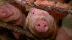 Сахалинское мясо и крымские устрицы. Доброе утро. Фрагмент выпуска от 19.04.2016