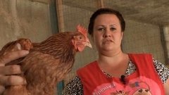 Как заставить кур высидеть потомство. Доброе утро. Фрагмент выпуска от 29.06.2016