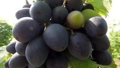 Вот так виноградник! Доброе утро. Фрагмент выпуска от 04.08.2016