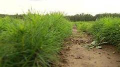 Сосновые «ясли». Доброе утро. Фрагмент выпуска от 15.09.2016