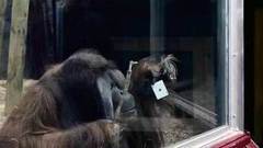 Орангутан попытался повторить карточный фокус. Хиты интернета