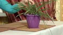 Как пользоваться аэрозольной краской. Доброе утро. Фрагмент выпуска от 18.10.2016