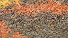 Чечевица. Доброе утро. Фрагмент выпуска от 29.11.2016