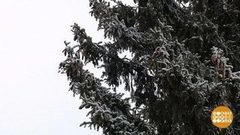 Главная елка страны — до встречи в Москве! Доброе утро. Фрагмент выпуска от 16.12.2016