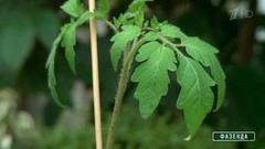 Уход за рассадой. Фазенда. Фрагмент выпуска от 02.04.2017