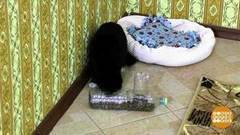 Кормушка для кошки на время отъезда.Доброе утро. Фрагмент выпуска от 11.04.2017