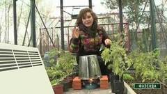 Как защитить посадки от весенних холодов. Фазенда. Фрагмент выпуска от 21.05.2017