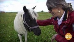 Тоже кони! Доброе утро. Фрагмент выпуска от 01.08.2017