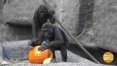 В мире. Тыквы для зверей. Доброе утро. Фрагмент выпуска от 08.11.2017