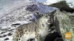 Улыбнитесь, барсы, вас снимают! Доброе утро. Фрагмент выпуска от 12.12.2017