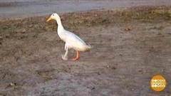 В мире. Протез для утки. Доброе утро. Фрагмент выпуска от 17.01.2018