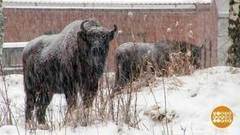 С новосельем, зубры! Доброе утро. Фрагмент выпуска от 19.01.2018