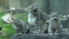 В мире. Снежные леопарды. Доброе утро. Фрагмент выпуска от 20.10.2015