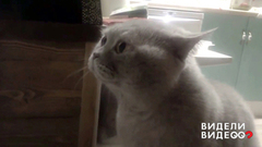 «Открой, кому говорю!» Видели видео? Фрагмент выпуска от 23.07.2018