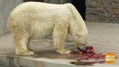 Тортики для белых мишек. Доброе утро. Фрагмент выпуска от 14.08.2018