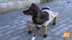 Когда собаки верят в чудо… Доброе утро. Фрагмент выпуска от 17.08.2018