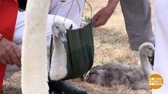 В мире. Перепись лебедей. Доброе утро. Фрагмент выпуска от 29.08.2018