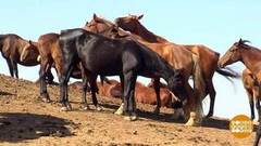 Что за кони! Доброе утро. Фрагмент выпуска от 25.10.2018