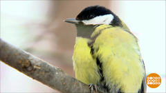 Синичкин день. Угощаем птичек. Доброе утро. Фрагмент выпуска от 12.11.2018