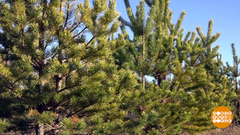 Встречайте: елки! Доброе утро. Фрагмент выпуска от 03.12.2018