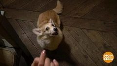 Как отучить собаку есть со стола. Доброе утро. Фрагмент выпуска от 19.12.2018