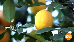Лимоны поспели! Доброе утро. Фрагмент выпуска от 20.12.2018