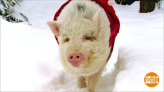 Бедные, бедные свинки… Доброе утро. Фрагмент выпуска от 11.01.2019