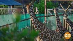 В мире. Рай для жирафов. Доброе утро. Фрагмент выпуска от 14.01.2019