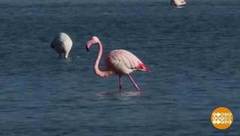 В мире. Спасают розовых фламинго. Доброе утро. Фрагмент выпуска от 11.02.2019