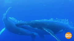 С праздником, киты! Доброе утро, Фрагмент выпуска от 19.02.2019