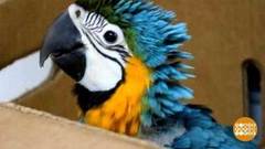 В мире. Спасли 59 попугаев. Доброе утро. Фрагмент выпуска от 25.02.2019