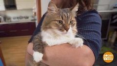 Кошка, марш в лоток! Доброе утро. Фрагмент выпуска от 25.03.2019