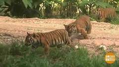 В мире. Трио редких тигрят. Доброе утро. Фрагмент выпуска от 08.04.2019