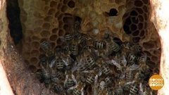 В мире. Пасечник и его пчелы. Доброе утро. Фрагмент выпуска от 07.06.2019