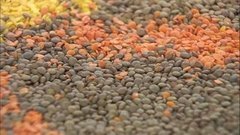 Чечевица. Доброе утро. Фрагмент выпуска от 16.11.2015