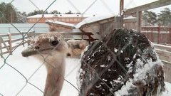 Страусиха Изольда и ее соседи. Доброе утро. Фрагмент выпуска от 23.12.2015