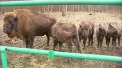 В гости к зубрам