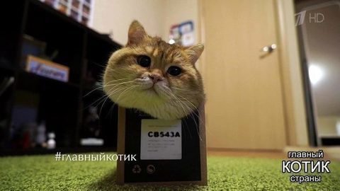 Претендент на звание «Главного котика страны»: кот Хосико. Главный котик страны. Фрагмент выпуска от 22.10.2017