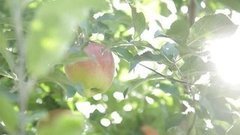 Сезон антоновки. Доброе утро. Фрагмент выпуска от 17.09.2015