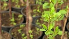 Саженцы плодовых деревьев. Доброе утро. Фрагмент выпуска от 20.04.2016