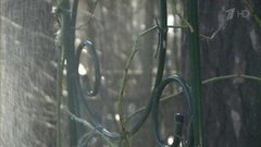 Уход за плетистыми розами. Фазенда. Фрагмент выпуска от 24.04.2016