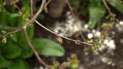 Удобряем садовые деревья. Доброе утро. Фрагмент выпуска от 04.05.2016