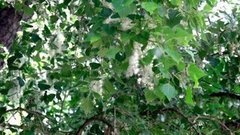 Тополиный пух. Уже! Доброе утро. Фрагмент выпуска от 26.05.2016